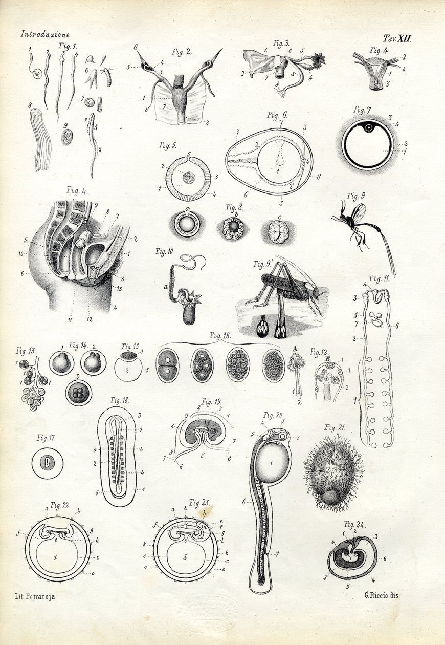 Sukuelimet, 1863-79 tekijältä Raimundo Petraroja