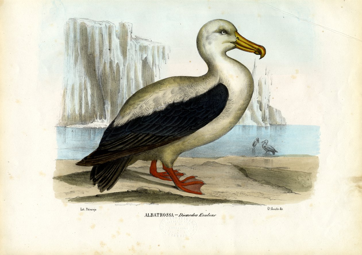 Royal Albatross, 1863-79 tekijältä Raimundo Petraroja