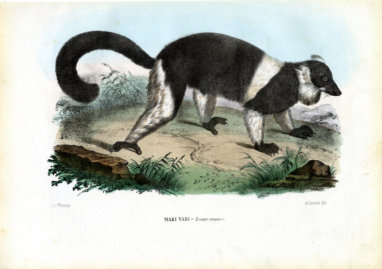Ruffed Lemur, 1863-79 tekijältä Raimundo Petraroja