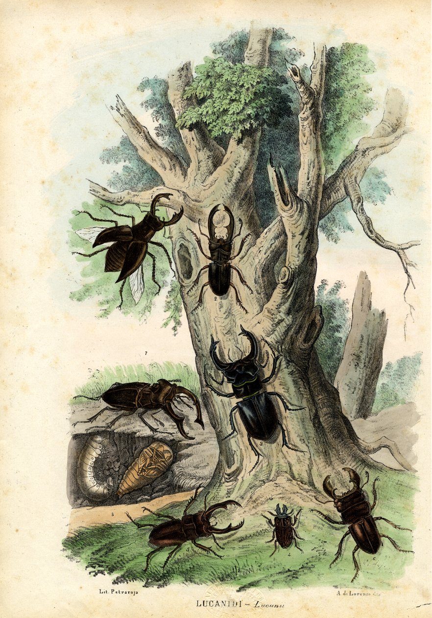 Scarab Beetles, 1863-79 tekijältä Raimundo Petraroja