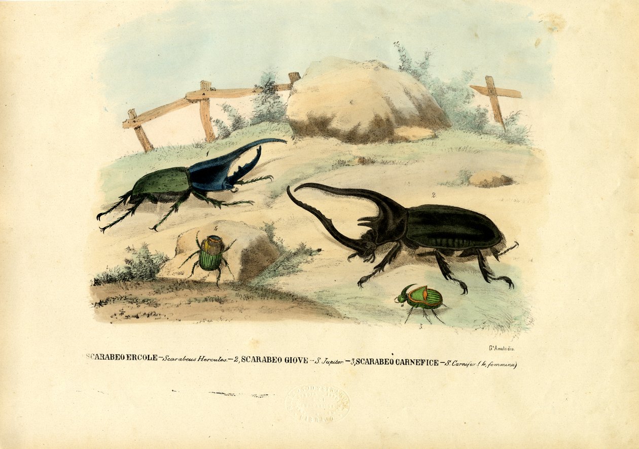 Scarab Beetles, 1863-79 tekijältä Raimundo Petraroja