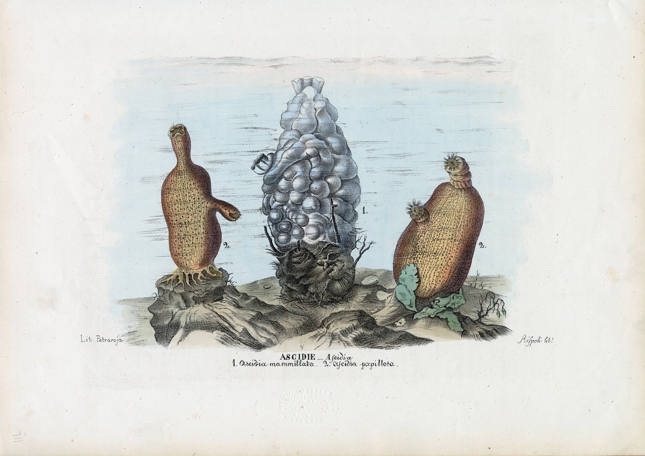 Sea Squirts, 1863-79 tekijältä Raimundo Petraroja