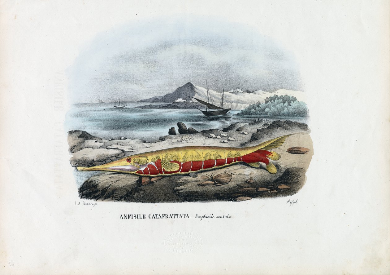 Katkarapu, 1863-79 tekijältä Raimundo Petraroja
