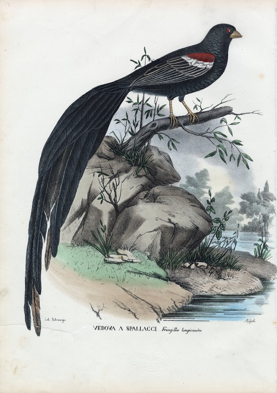 Siperianpeippo, 1863-79 tekijältä Raimundo Petraroja