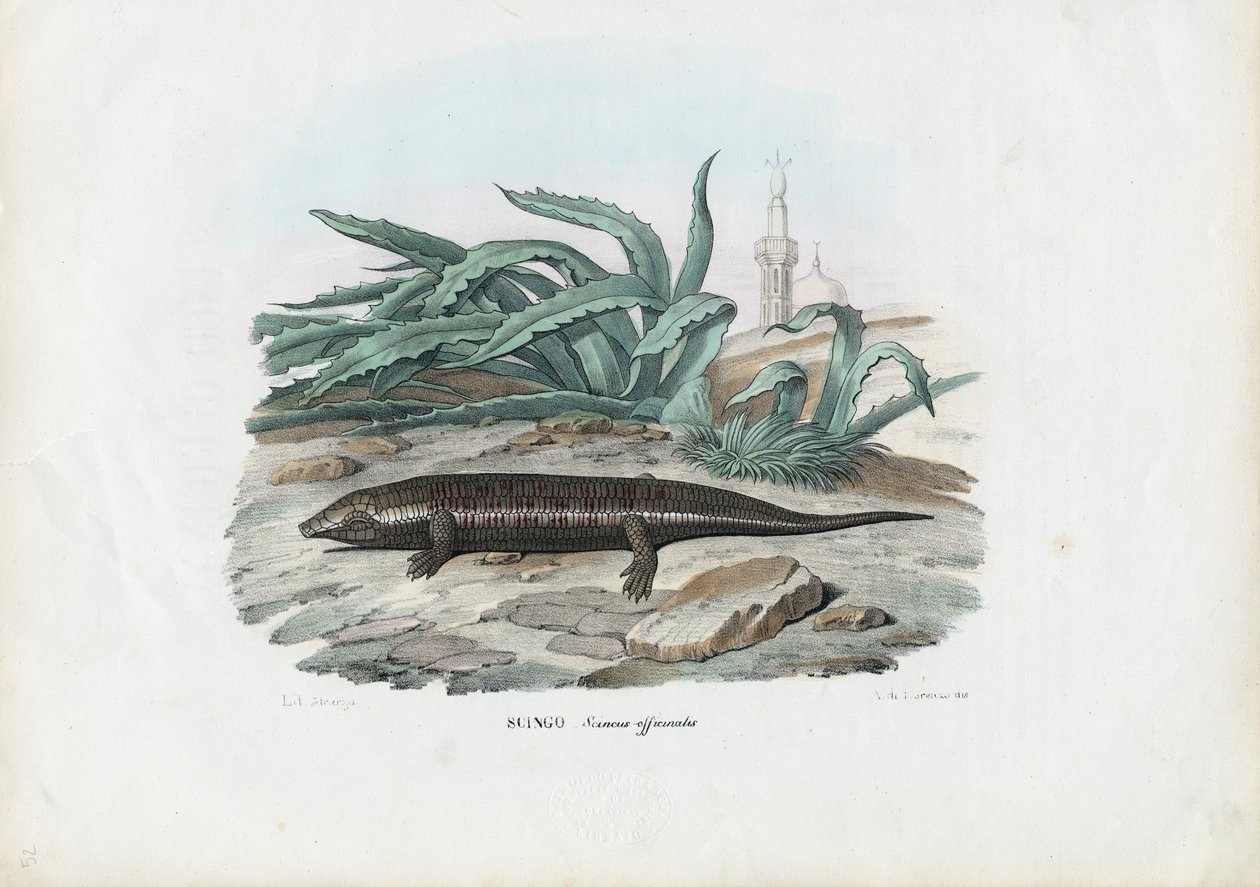 Skink, 1863-79 tekijältä Raimundo Petraroja