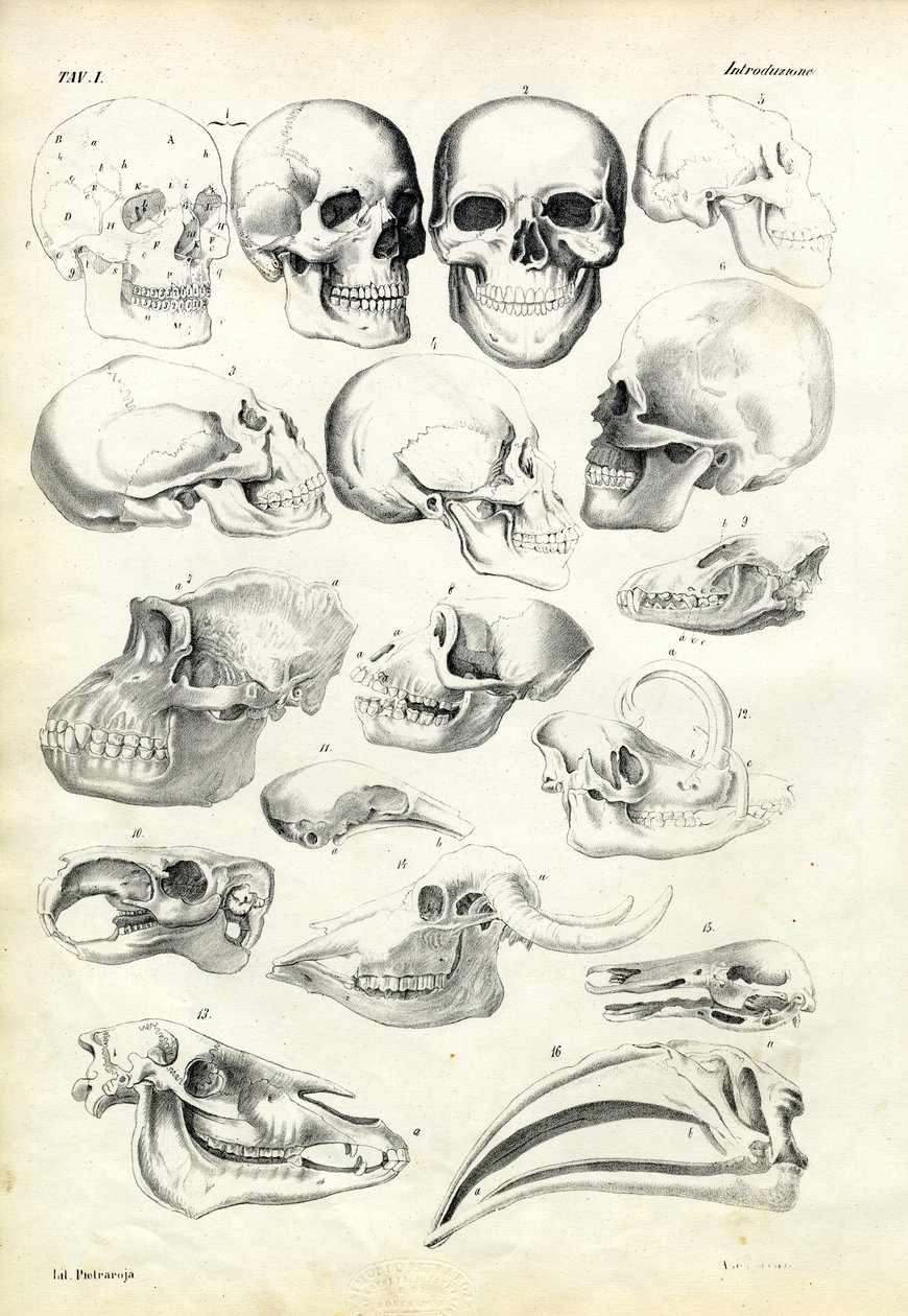 Kallot, 1863-79 tekijältä Raimundo Petraroja
