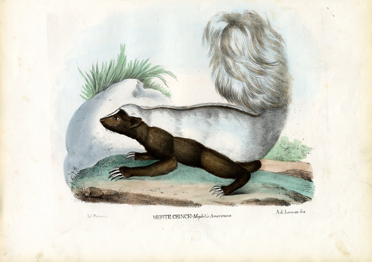 Skunkki, 1863-79 tekijältä Raimundo Petraroja