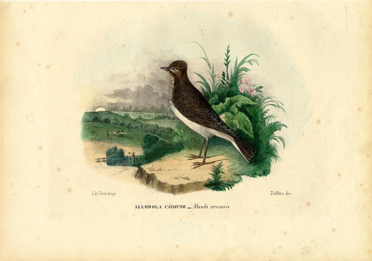 Skylark, 1863-79 tekijältä Raimundo Petraroja