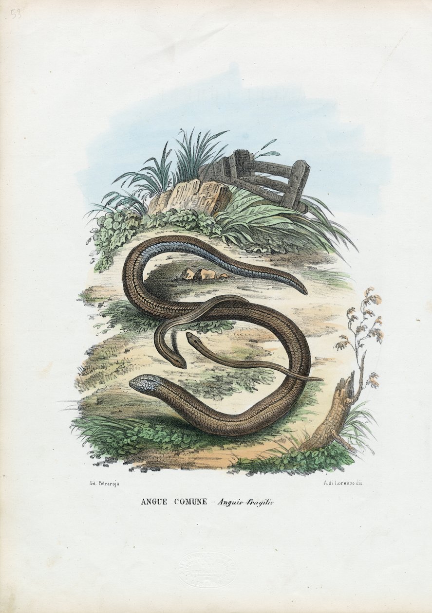 Slow Worm, 1863-79 tekijältä Raimundo Petraroja
