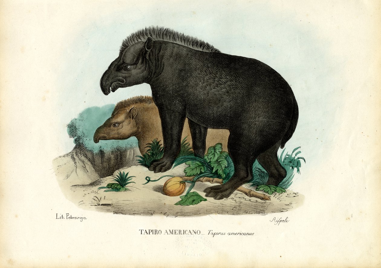 Etelä-Amerikan tapiiri, 1863-79 tekijältä Raimundo Petraroja