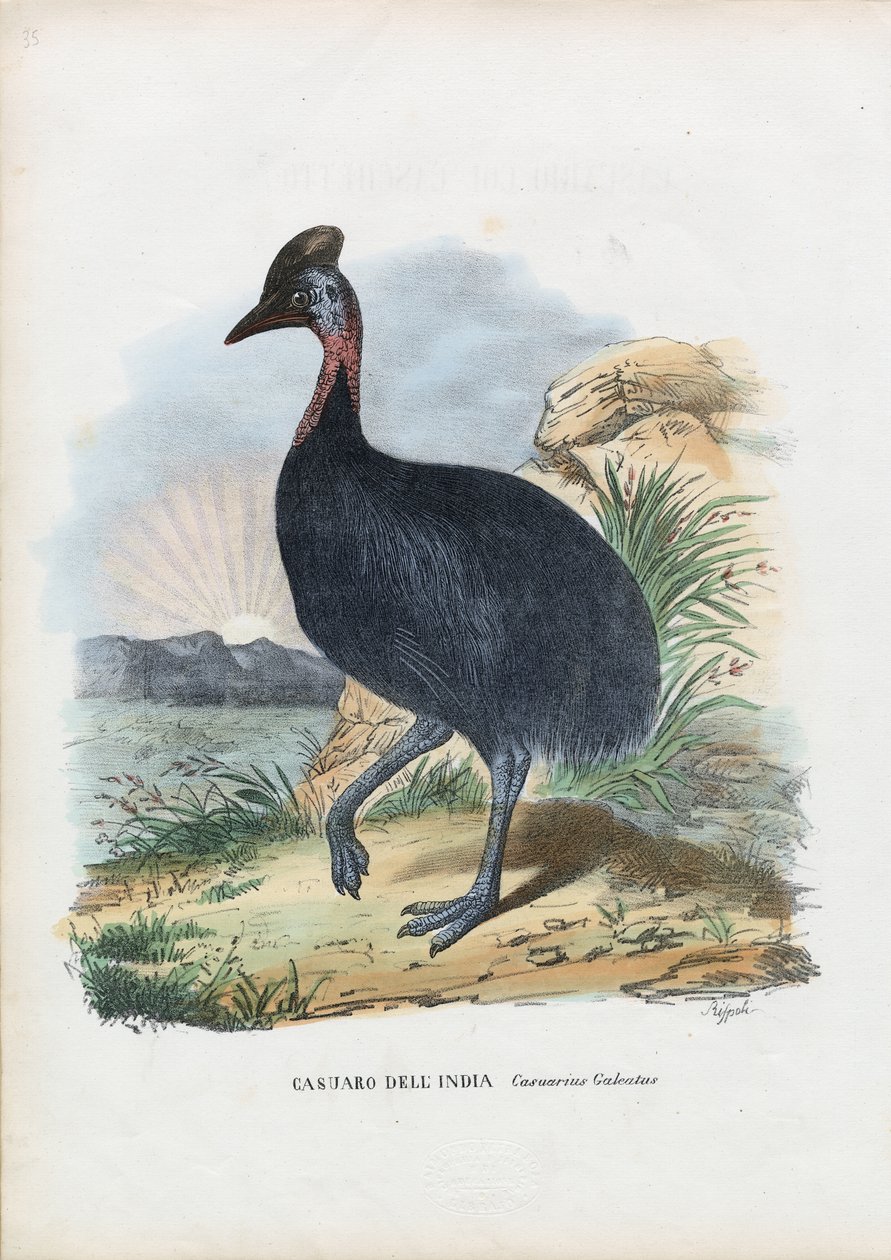 Southern Cassowary, 1863-79 tekijältä Raimundo Petraroja