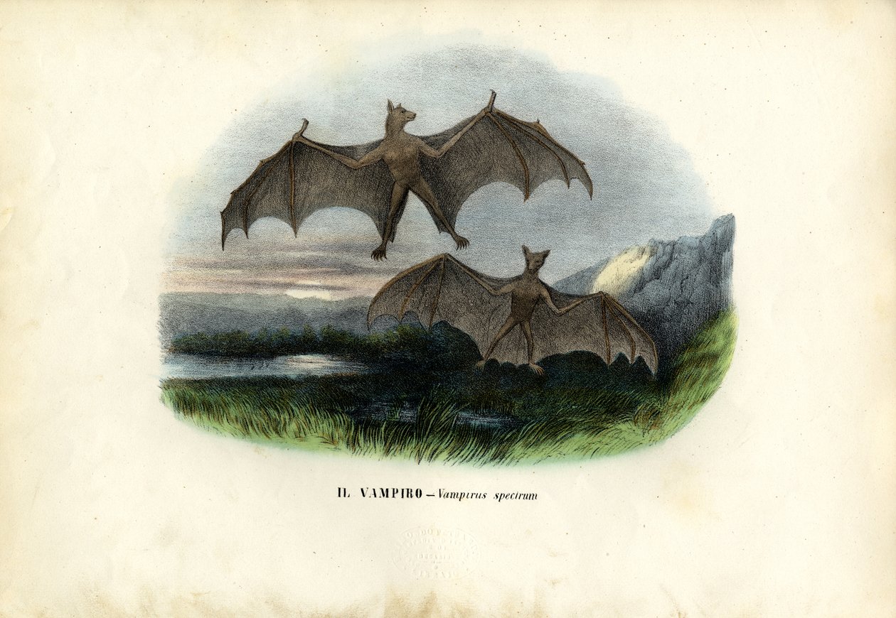Spectral Bat, 1863-79 tekijältä Raimundo Petraroja