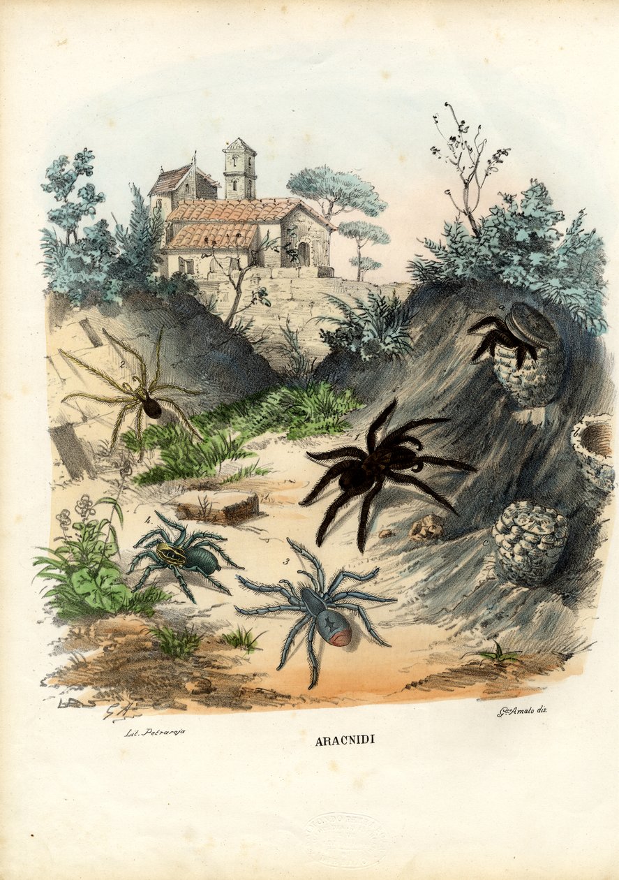 Hämähäkit, 1863-79 tekijältä Raimundo Petraroja