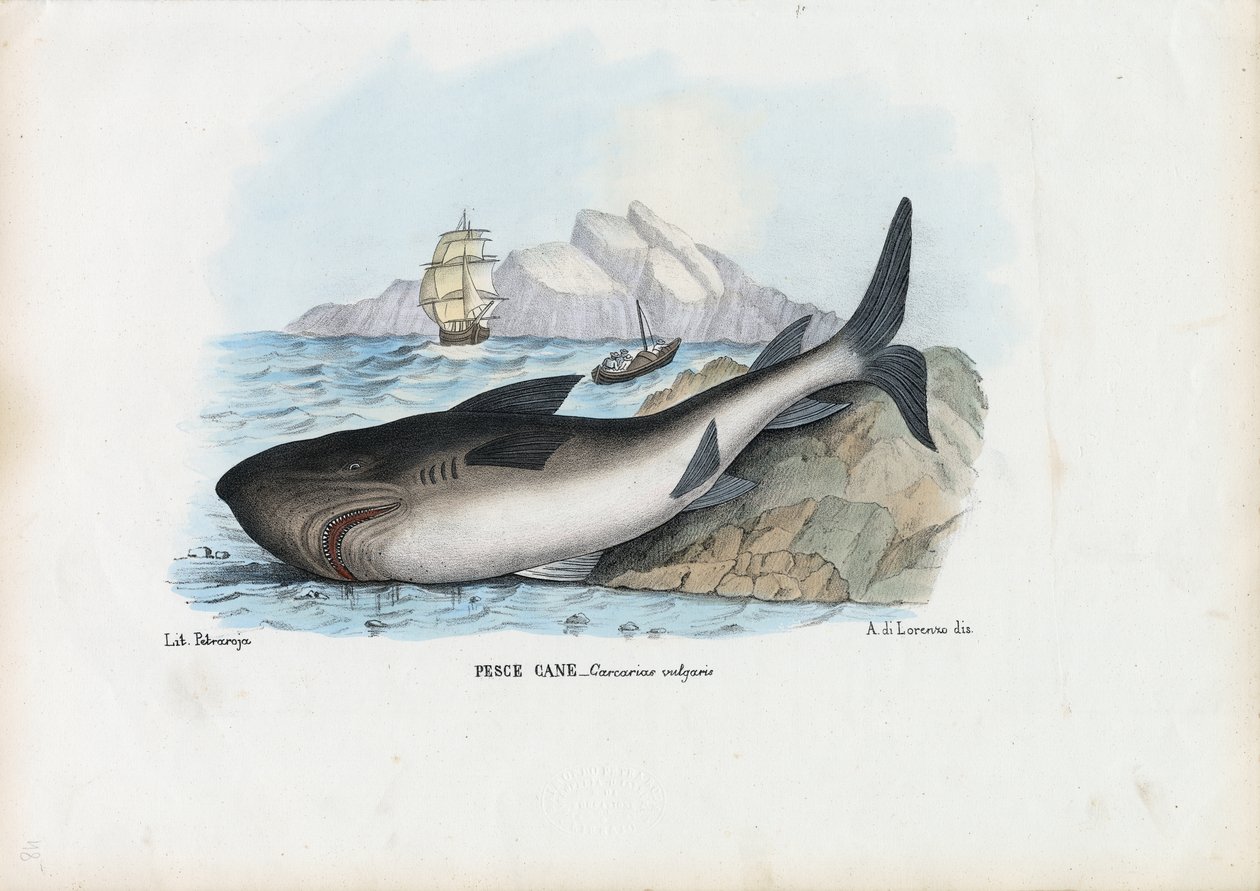 Spiny Dogfish, 1863-79 tekijältä Raimundo Petraroja