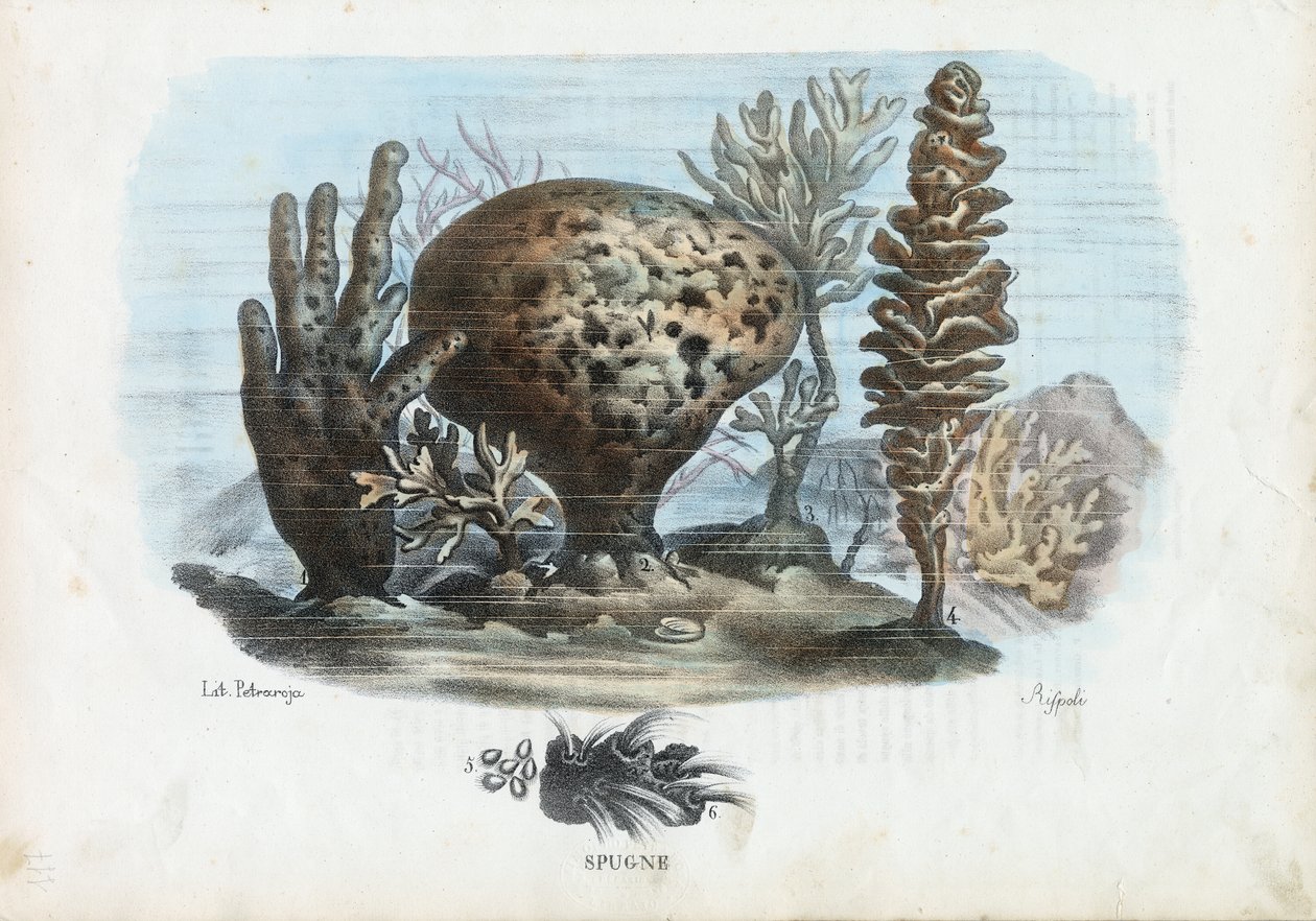 Sienet, 1863-79 tekijältä Raimundo Petraroja