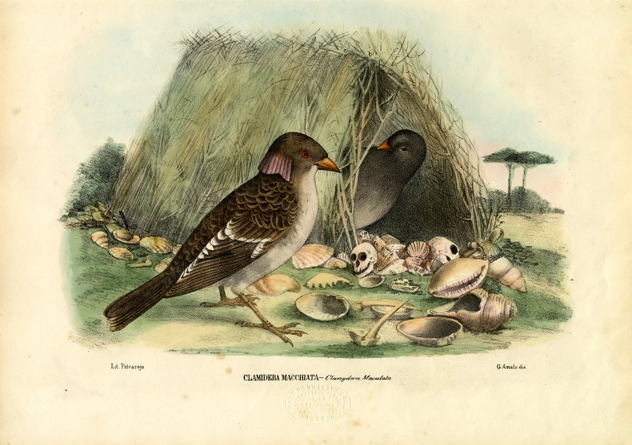 Spotted Bowerbird, 1863-79 tekijältä Raimundo Petraroja