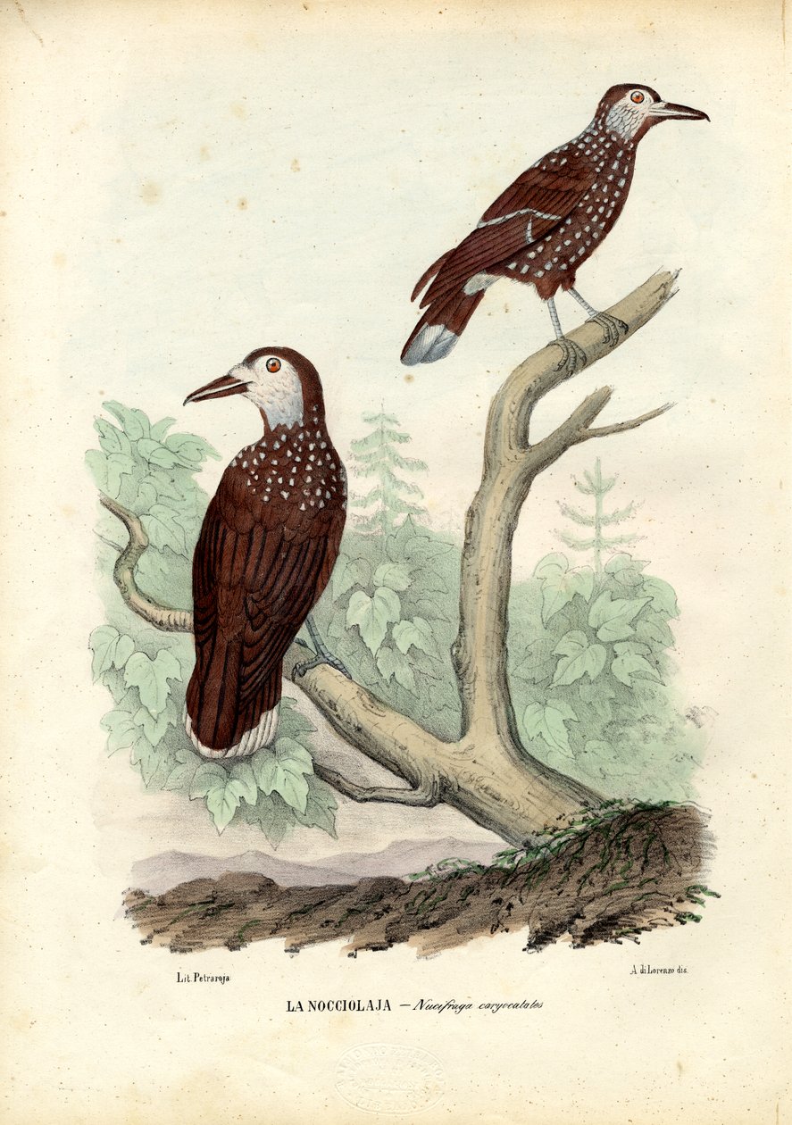 Täplikäs pähkinänsärkijä, 1863-79 tekijältä Raimundo Petraroja