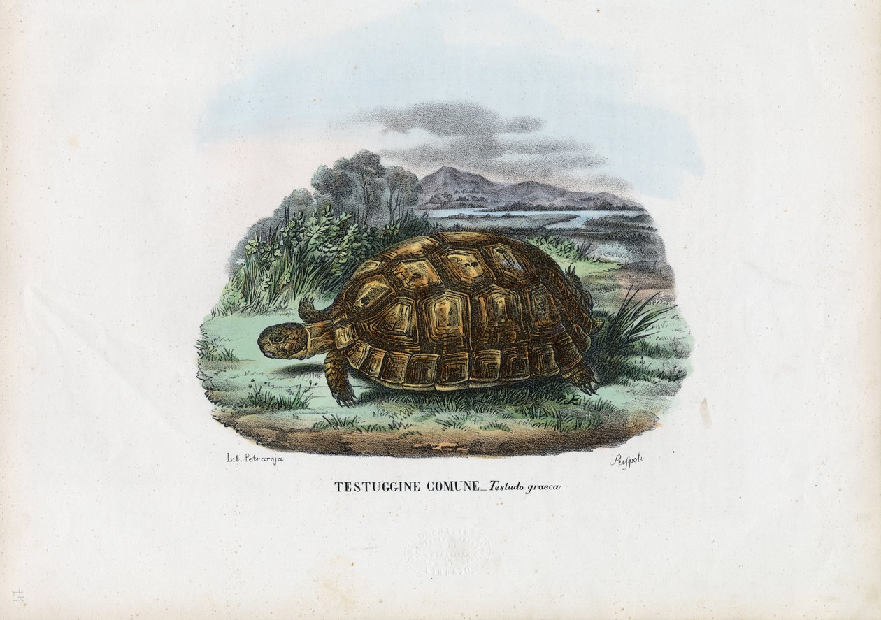 Sarvikuonokilpikonna, 1863-79 tekijältä Raimundo Petraroja