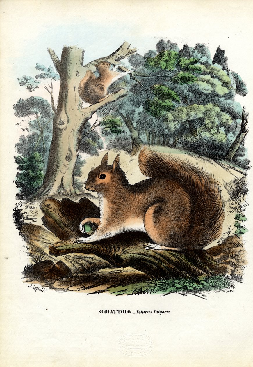 Orava, 1863-79 tekijältä Raimundo Petraroja
