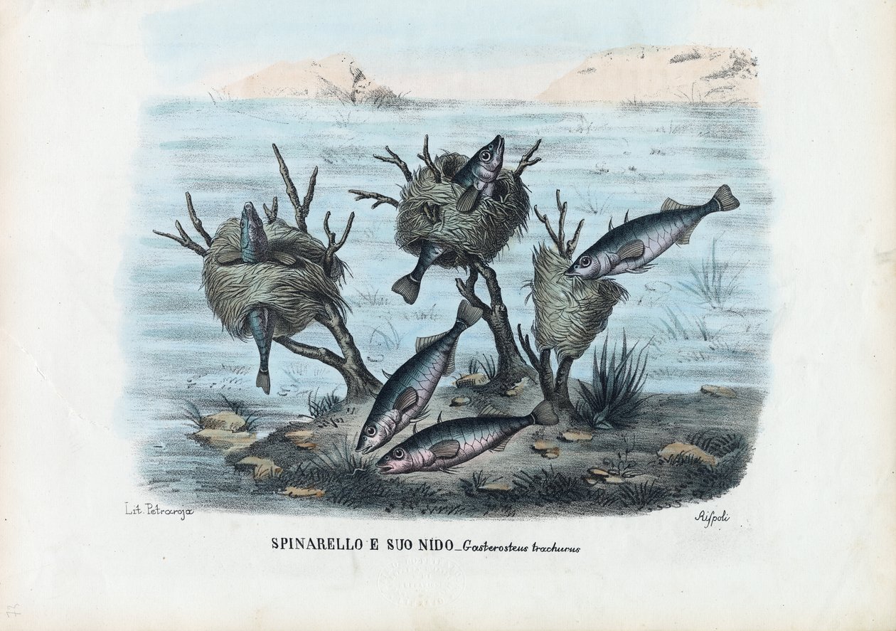 Stickleback, 1863-79 tekijältä Raimundo Petraroja