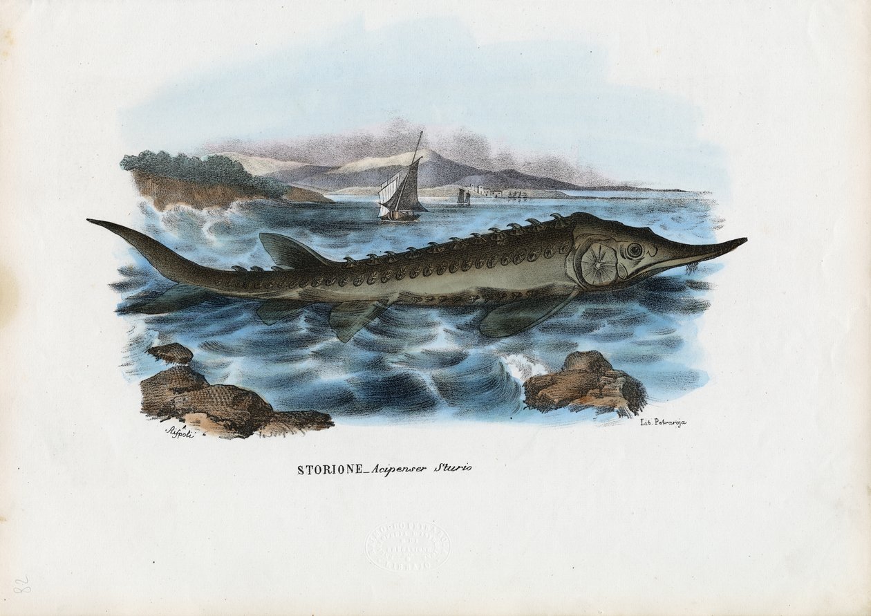 Sturgeon, 1863-79 tekijältä Raimundo Petraroja