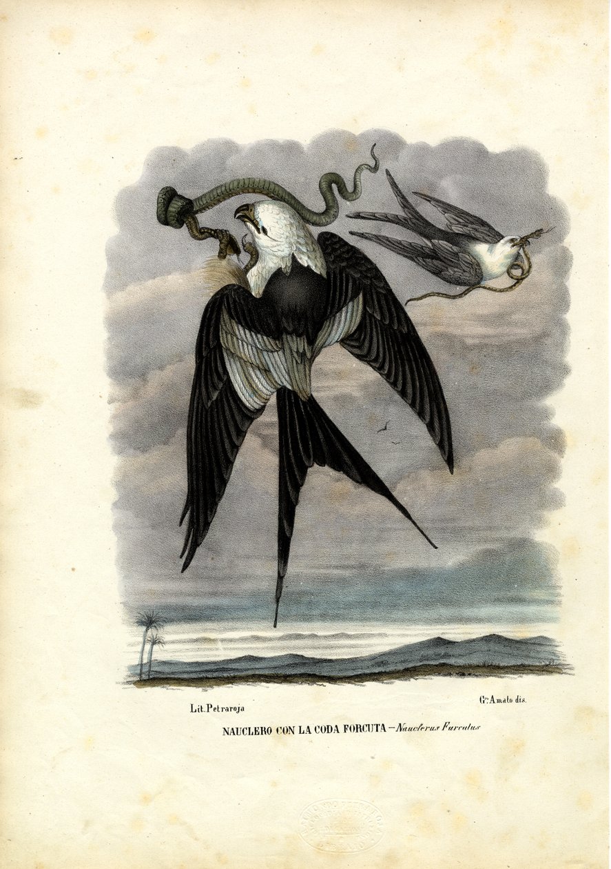 Pääskyshäntäleija, 1863-79 tekijältä Raimundo Petraroja
