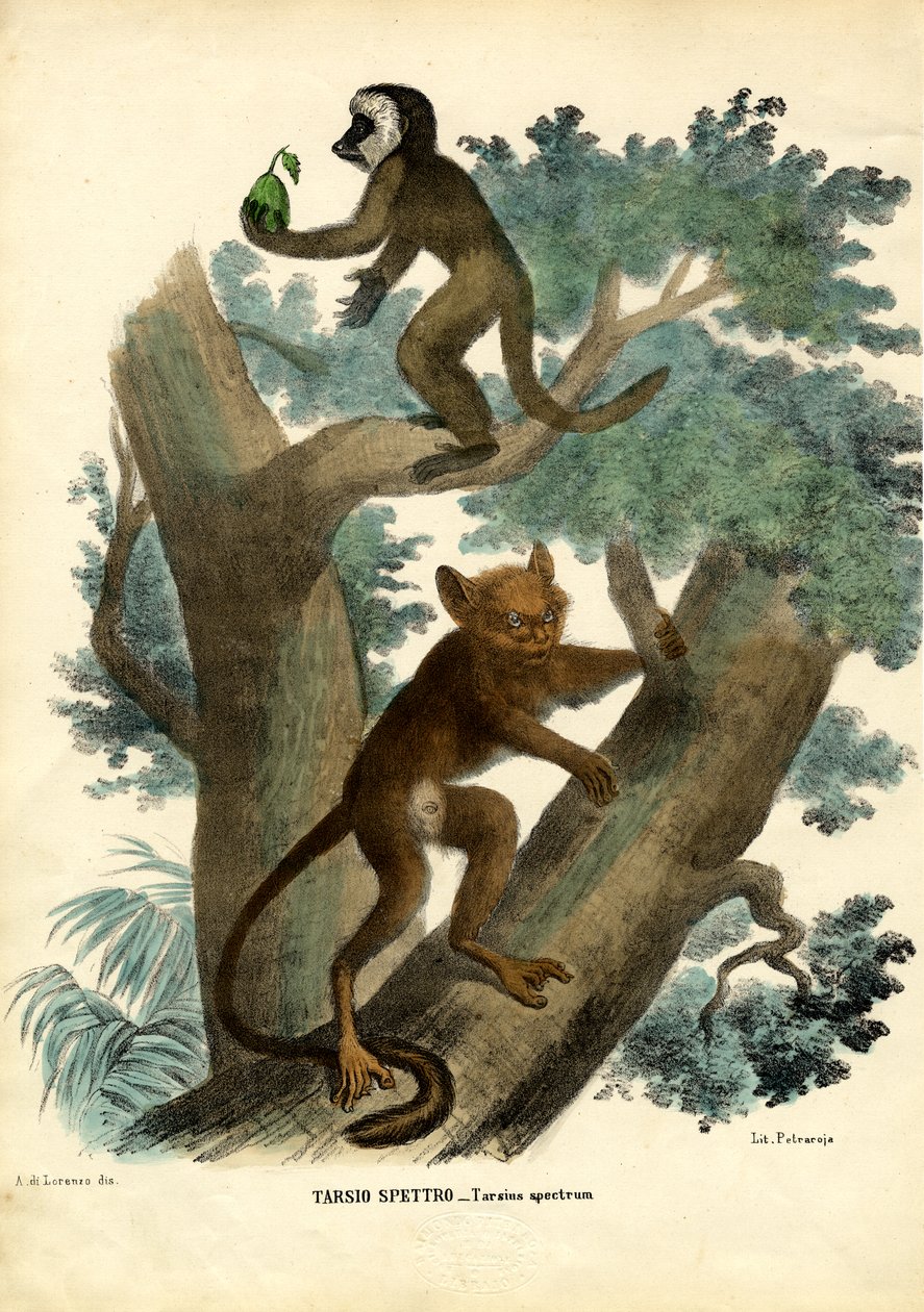 Tarsier, 1863-79 tekijältä Raimundo Petraroja