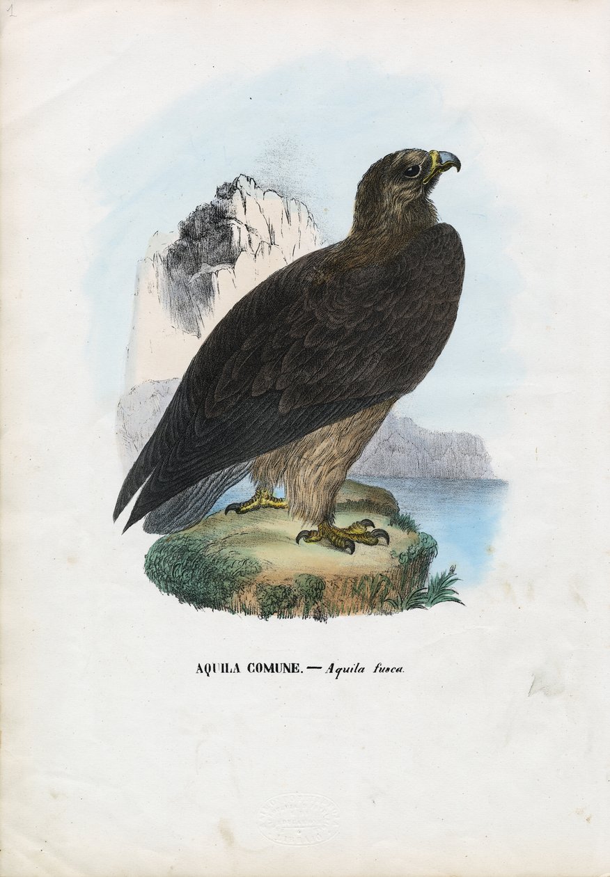 Tawny Eagle, 1863-79 tekijältä Raimundo Petraroja