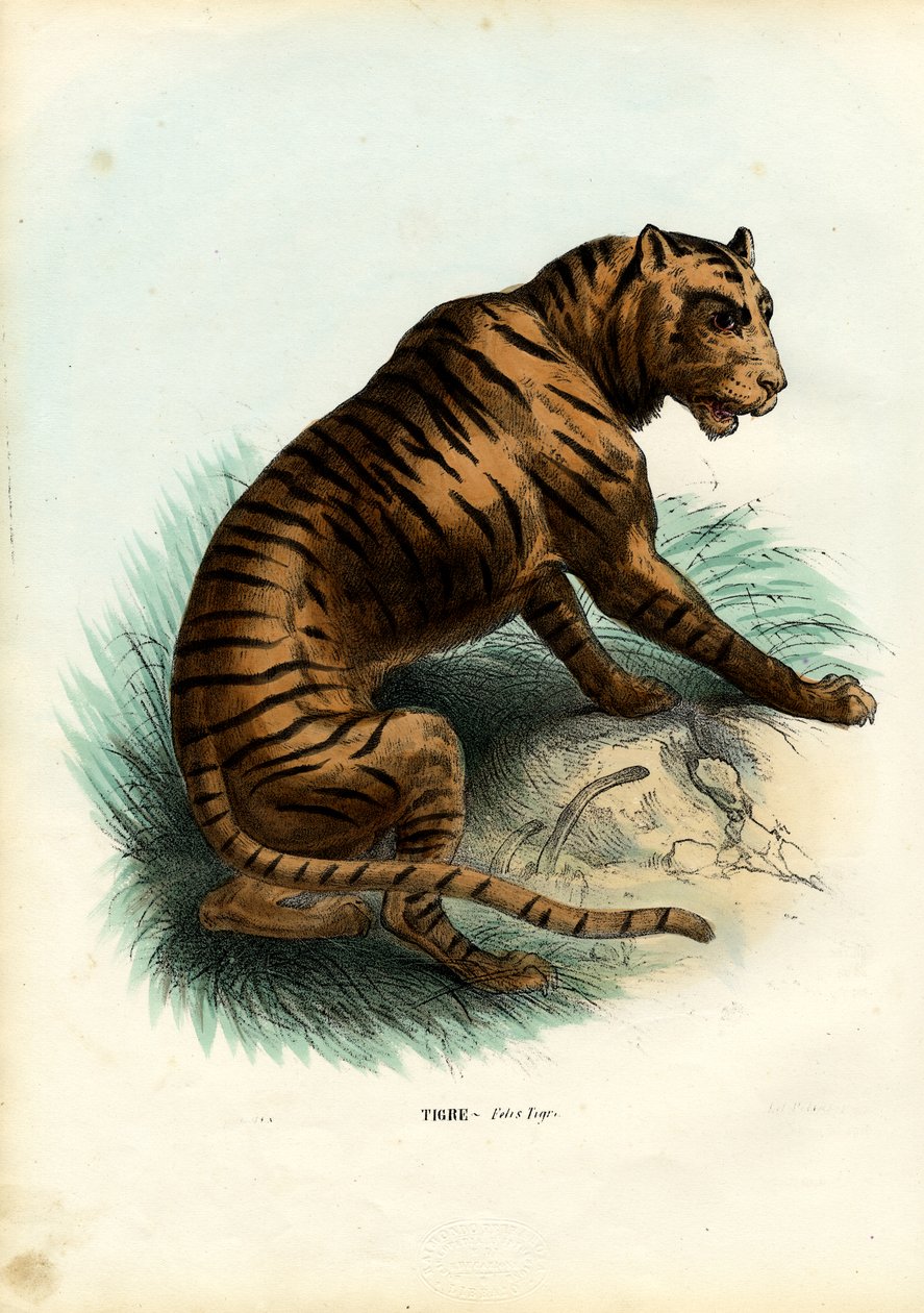 Tiikeri, 1863-79 tekijältä Raimundo Petraroja