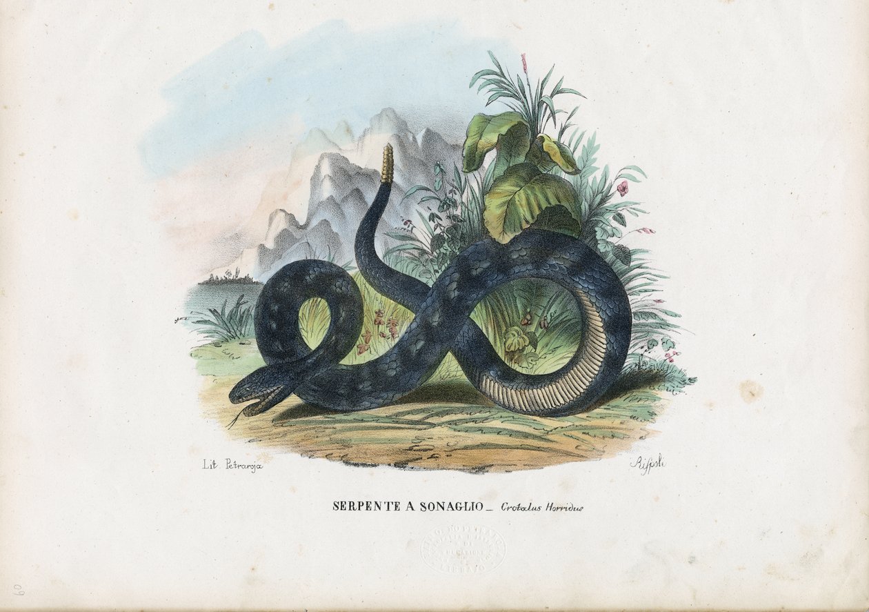 Timber Rattlesnake, 1863-79 tekijältä Raimundo Petraroja