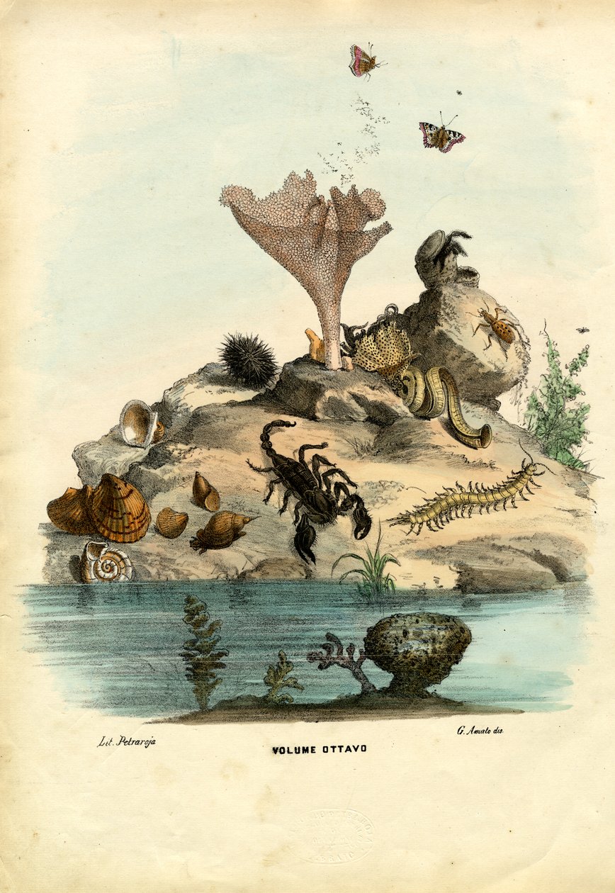 Otsikko, 1863-79 tekijältä Raimundo Petraroja