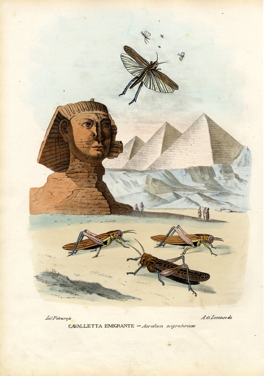 True Crickets, 1863-79 tekijältä Raimundo Petraroja