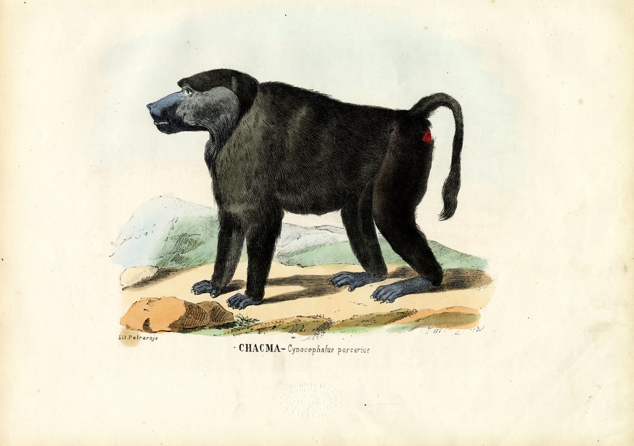 Ursine Baboon, 1863-79 tekijältä Raimundo Petraroja