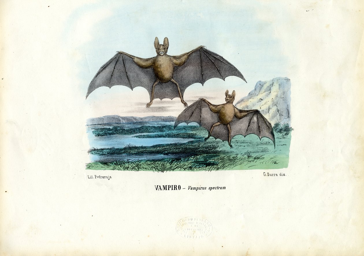 Vampyyrilepakko, 1863-79 tekijältä Raimundo Petraroja