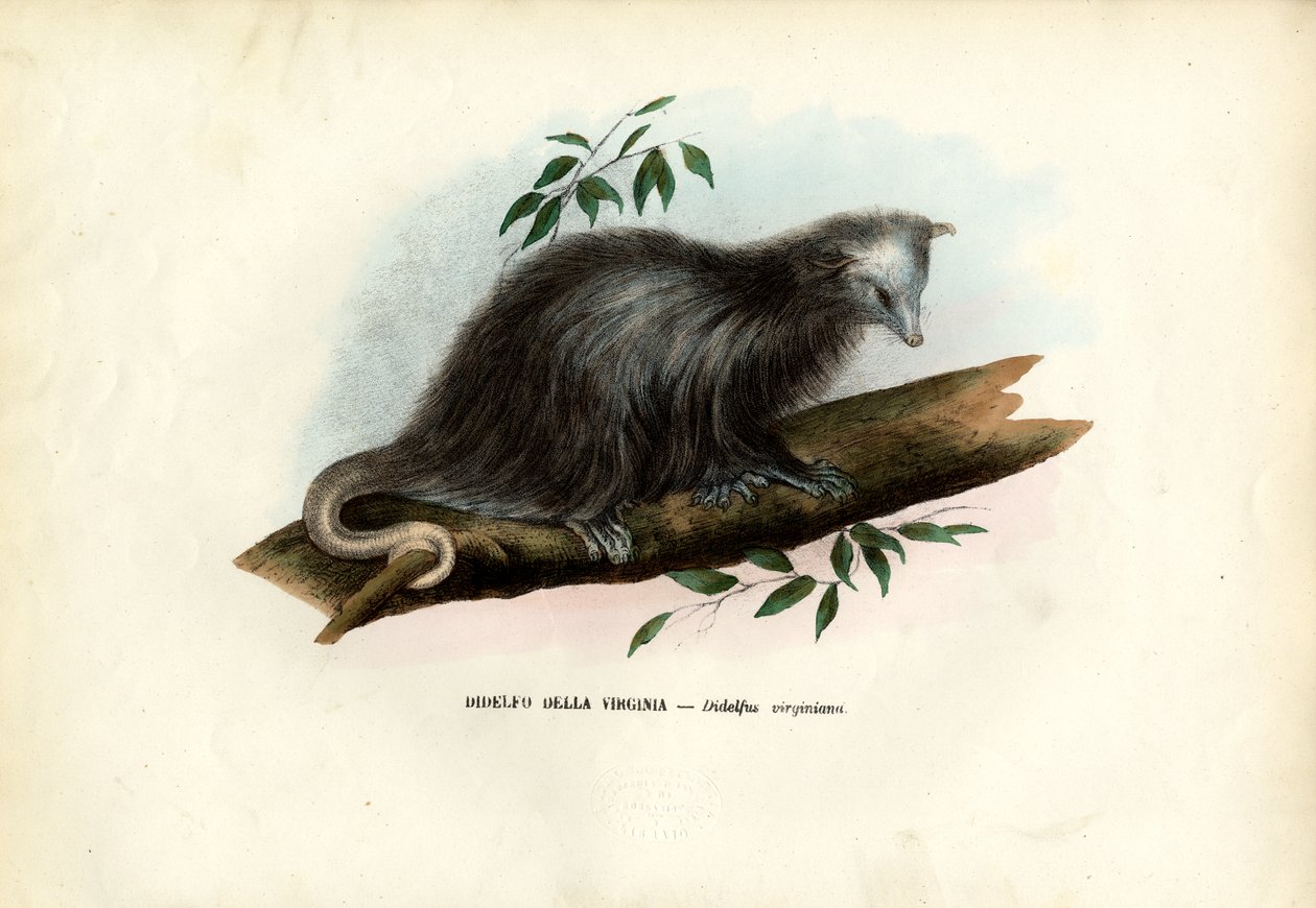 Virginia Opossum, 1863-79 tekijältä Raimundo Petraroja
