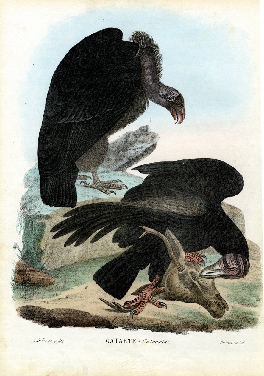 Korppikotkat, 1863-79 tekijältä Raimundo Petraroja