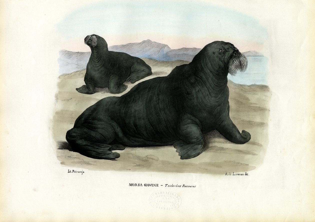 Mursu, 1863-79 tekijältä Raimundo Petraroja