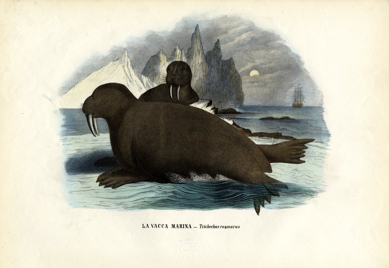 Mursu, 1863-79 tekijältä Raimundo Petraroja