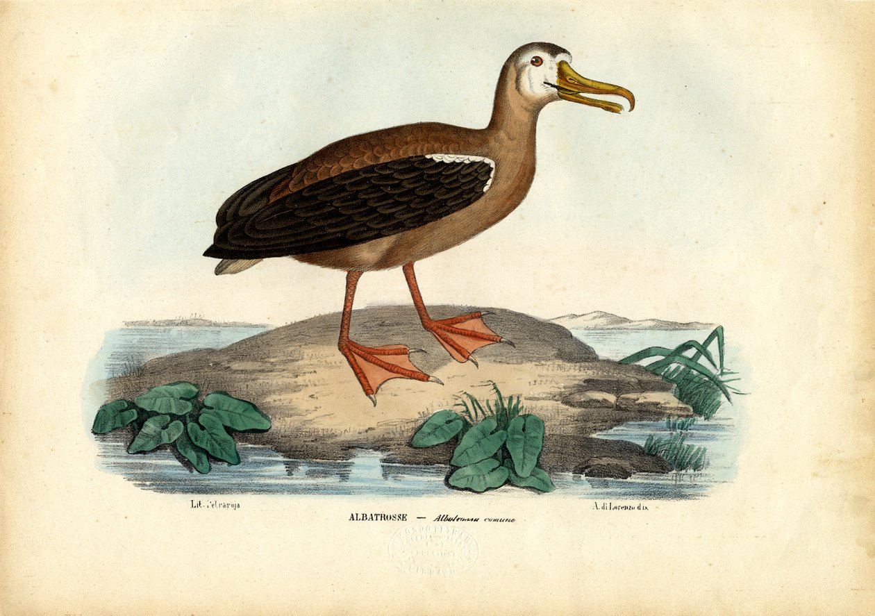 Vaeltava albatrossi, 1863-79 tekijältä Raimundo Petraroja