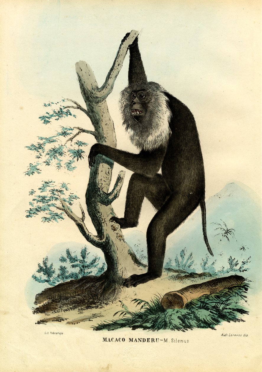 Wanderoo, 1863-79 tekijältä Raimundo Petraroja