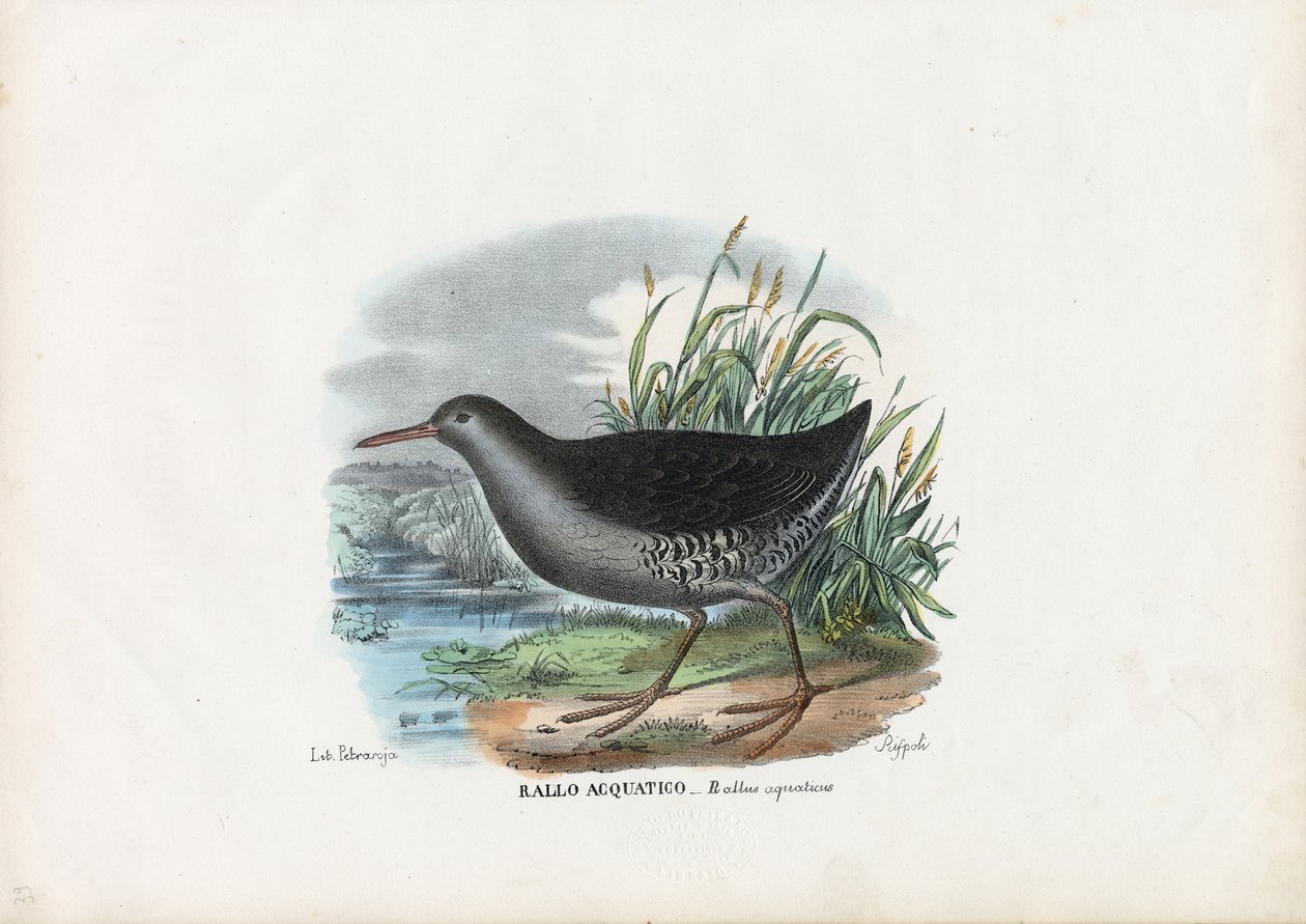 Vesirata, 1863-79 tekijältä Raimundo Petraroja