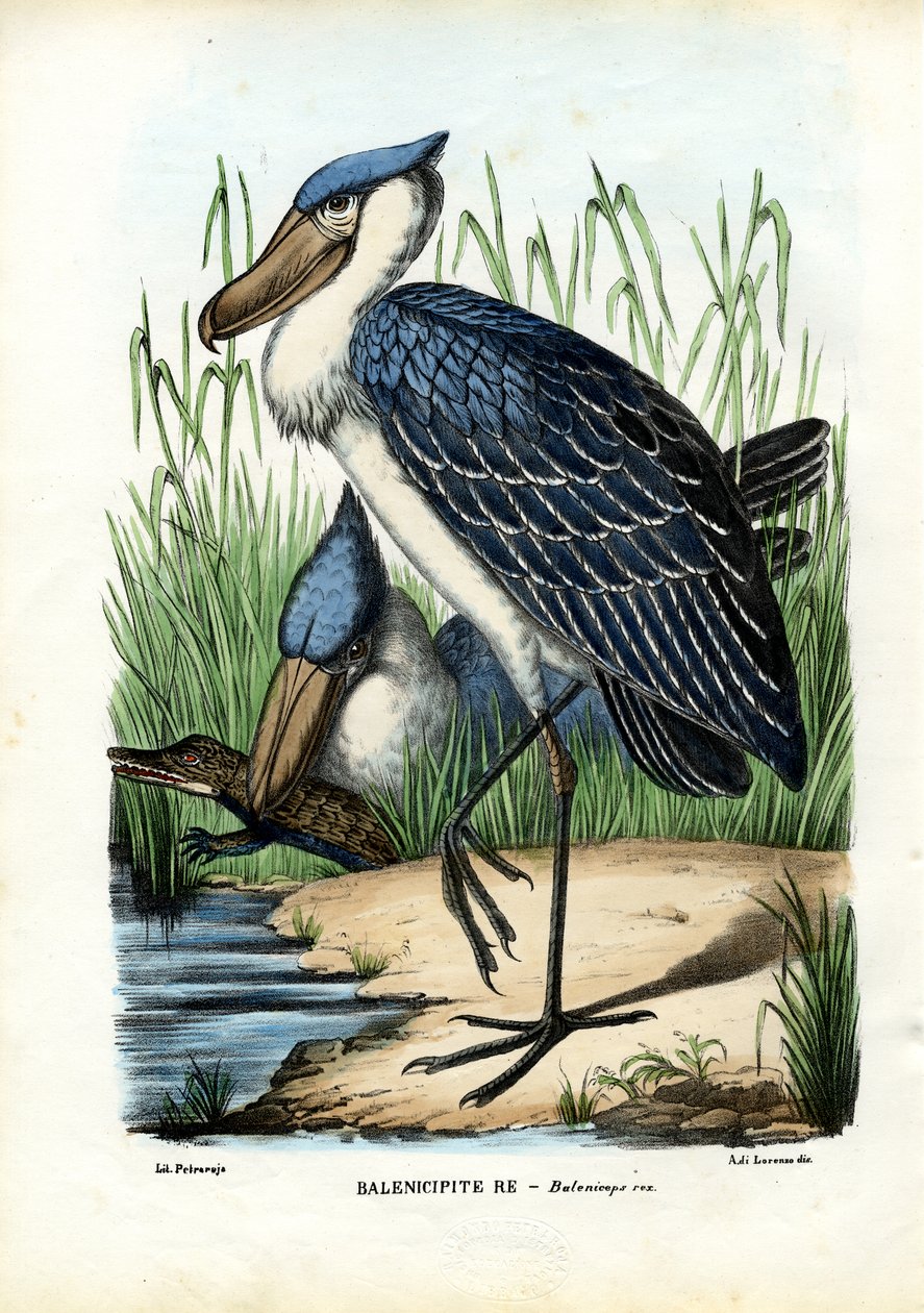 Valaanpää, 1863-79 tekijältä Raimundo Petraroja