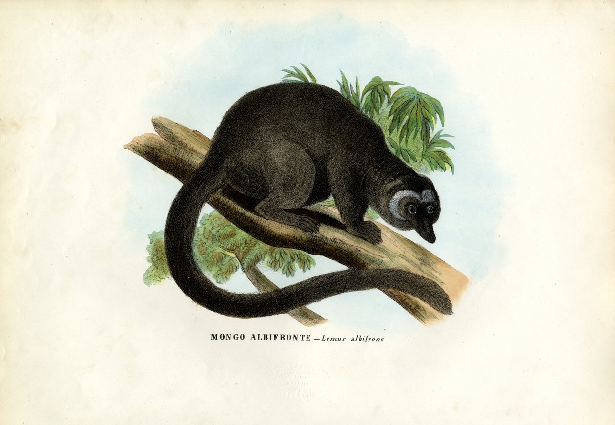 Valkopäinen ruskea limuri, 1863-79 tekijältä Raimundo Petraroja
