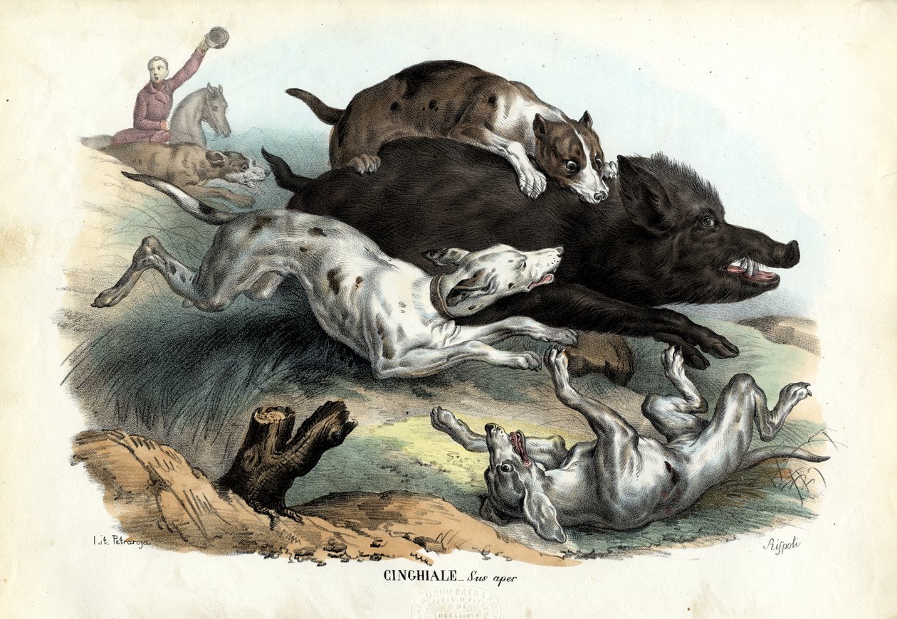 Villisika, 1863-79 tekijältä Raimundo Petraroja