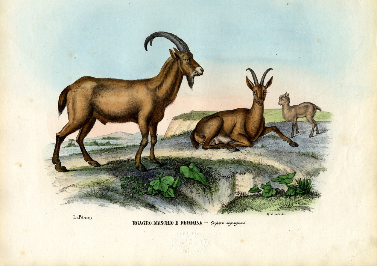 Villivuohi, 1863-79 tekijältä Raimundo Petraroja
