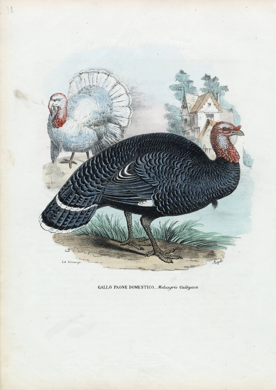 Villi Turkki, 1863-79 tekijältä Raimundo Petraroja