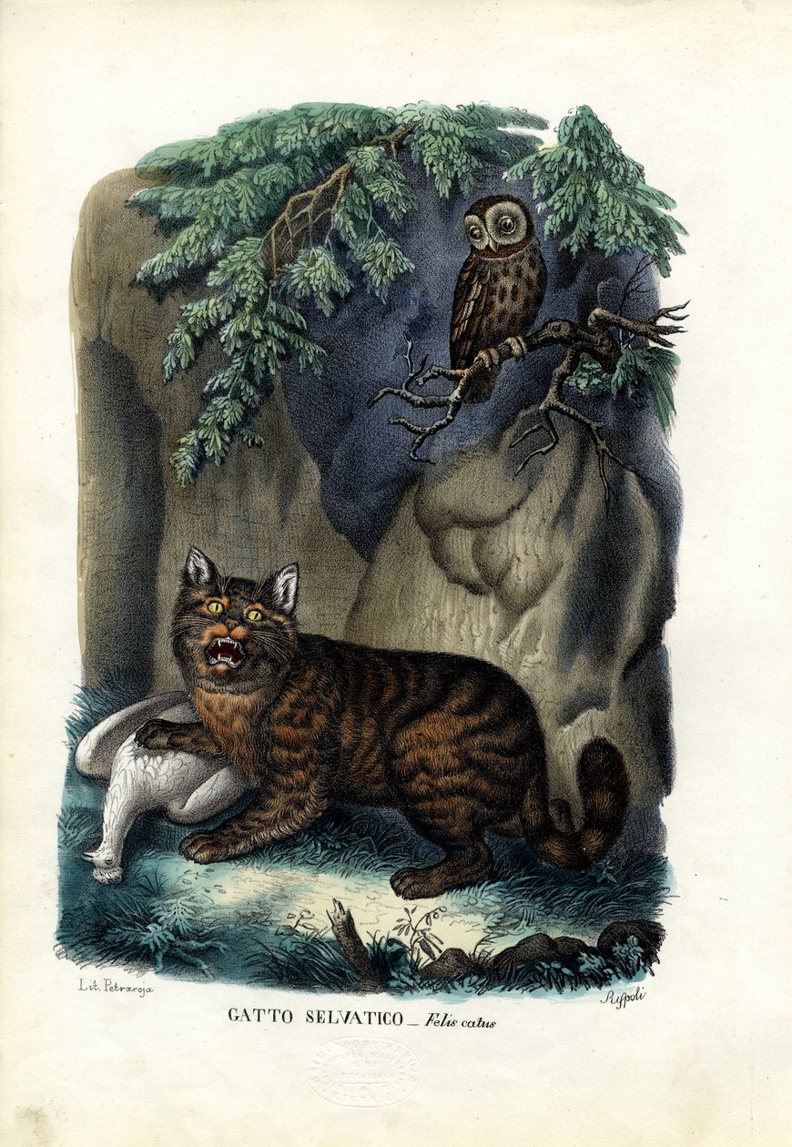 Wildcat, 1863-79 tekijältä Raimundo Petraroja