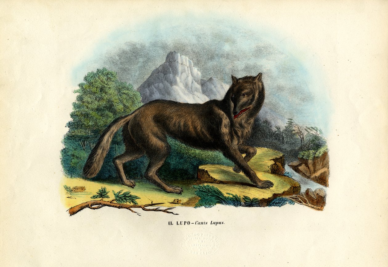 Susi, 1863-79 tekijältä Raimundo Petraroja
