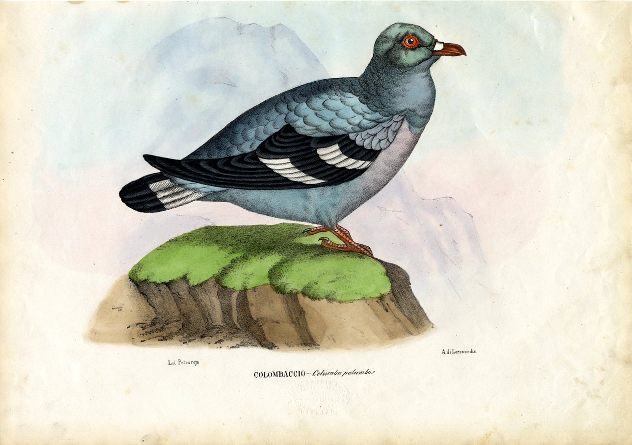Puukyyhkynen, 1863-79 tekijältä Raimundo Petraroja