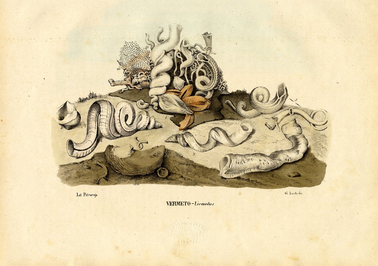 Matotanat, 1863-79 tekijältä Raimundo Petraroja